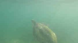 Unbelievable accompanying turtles and fish in Mexican waters.