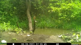 Robin breaks up mating chipmunks activity late August at a pond in Idaho