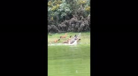 Two sambar deer's escapes intelligently from a pack of dholes in south india