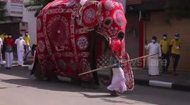 Locals celebrate Kandy Esala Perahera with enthusiasm in Sri Lanka