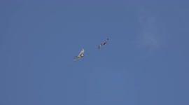 Angry birds! Bearded vulture fights off golden eagle too close to nest