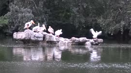 Giant pelicans dance to animal and climate change rebels drums - XR in central London park
