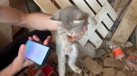 Kitten owner coaxes lost moggy out of hiding using phone recording