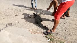A Big Monitor Lizard was Lifted using a Rope suddenly broke and the monitor lizard ran into dicth