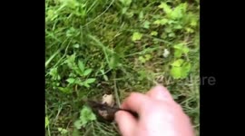 Big Russian bear is afraid of small snails