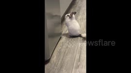 Sweet chinchilla from St Petersburg, Russia asks to open the fridge to tumble in front of it