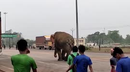 Wild elephant draws onlooking crowd after straying onto Indian highway