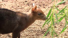It’s an Okapi Calf’s First Day Out on Exhibit With Mom