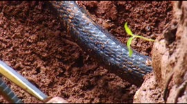 Giant king cobra rescued from wall of a hen's coop on South Indian farm