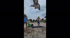 Flock of seagulls swoops in on unattended chips at the beach
