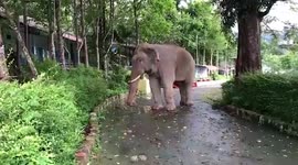 Wild elephant walks into deserted Thai school while closed due to Covid-19