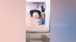 Hungry wild bear rampages through family’s kitchen in Thailand