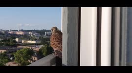 Rare sighting: bird of prey eats mouse outside apartment window