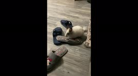 Playful chinchilla steals owner's shoes