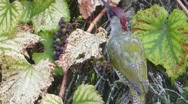 Green woodpecker eating grapes from a vine