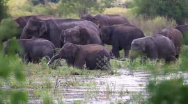 Bath time with baby: Playful scenes as herd of elephants take a dip in Sri Lanka