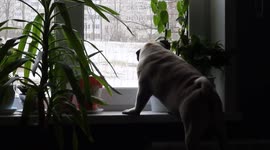 Dog investigates window but falls from ledge. Poor pug!