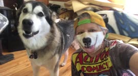 Woman pranks her two Alaskan Malamutes with dog mask