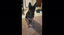 My german shepherd acting like a cat chasing a light