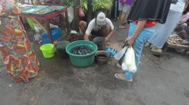 Cat Fish Seller in Karang Menjangan Traditional Market in Surabaya Indonesia