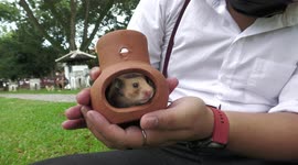 Dani the shy hamster prefers to stay close to owner when visiting the dog park