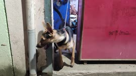 Playful Dog in the attraction for electric shop