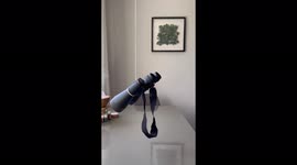 French Bulldog spying on his dream girl next door