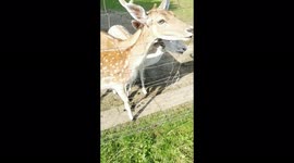 Не совсем домашние животные, но такие ручные и милые. Пришли покормить этих, вы только посмотрите какие глаза у них голодные