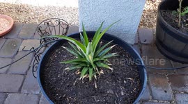 3 month old pineapple crown is turning into a pineapple bush