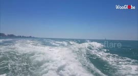 'Curious Dolphin Pod Chases and Entertains Tourists on Boat'