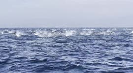 Water off coast of California appears to boil as hundreds of dolphins leap from ocean