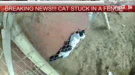 ''Humanity is Alive!' Cat Caught in Fence Rescued by a Kindhearted Man '