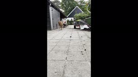''Friendship Request: DENIED!' Mouse Attacks Hunting Dog '