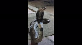 Record of cobra spitting, which took place in Tamil Nadu