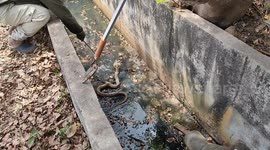 The record of snake eating a snake and falling asleep.