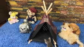 YouTuber demonstrates how to make neat teepee for pets
