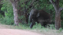 Herd of wild elephants breaks into fenced region in Sri Lanka