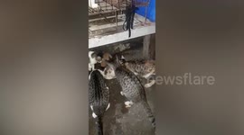 Brave wild rat sneakily steals food from six cats