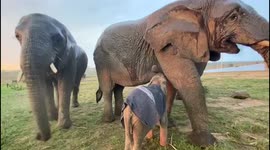Orphaned albino elephant, Khanyisa, suckles her surrogate mother for comfort