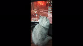Egyptian Kitten Carla Watch Owner Play Game