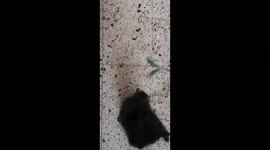Friendly Kitten Jhoney Play Inside House