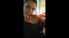 Awww! Snuggly pup wants nothing but cuddles from its dog-walker