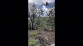 Mothpocalypse! Heavy rains after unusually dry year brings out horrific influx of insects