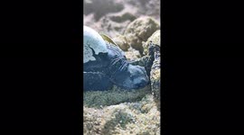 Turtle baby hatching