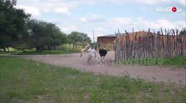 ''Run Owen Run' - FURIOUS Ostrich Chases Man | Try Not to Laugh '