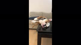 Snoring dog finds out the hard way that the edge of a table is a bad spot to sleep