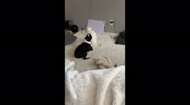 'Cat Outwrestles Dog in Cute Showoff'