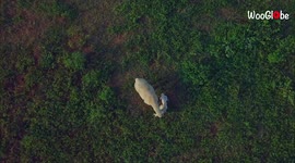 'Mother Sheep's Beautiful Bond with Newborn Lamb Caught on Camera'