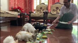 Adorable video of six cats enjoying vegetarian feast in Indian festival