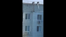 Residents rescue cat stranded on roof of high-rise building in Ukraine